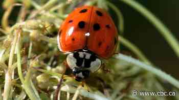 This beetle is back to bug you at home, but it won't hurt