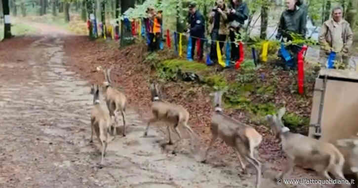 Cervo italico a rischio estinzione, rilasciati 13 esemplari nel Parco delle Serre in Calabria: il video del Wwf