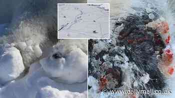 Horrifying images show polar bears with painful ULCERS on their feet in the Arctic - and scientists say climate change is to blame