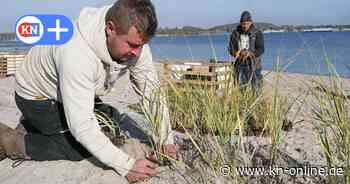Treibseldünen sollen in Eckernförde die Küste schützen