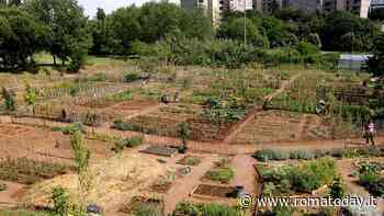 Contadini capitolini. Il Campidoglio approva il nuovo regolamento sugli orti urbani