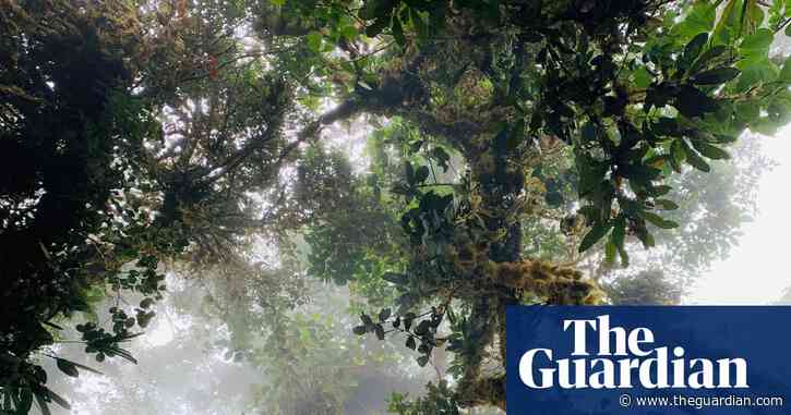Legal bid for Ecuador forest to be recognised as song co-creator