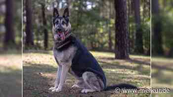 „Nachts an einem Baum festgebunden“: Hund Hektor landet im Tierheim