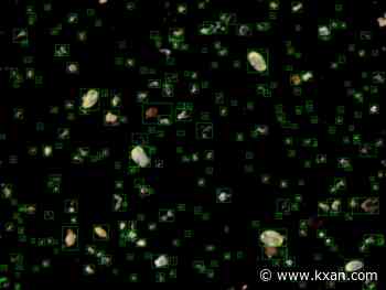 Allergens in Central Texas today