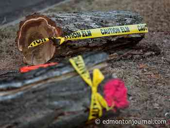 City of Edmonton finds fifth case of Dutch elm disease in Killarney