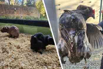 Politie neemt 43 erg verwaarloosde dieren in beslag in Tongeren