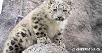 Torontonians get first chance to meet snow leopard cubs Zoya and Minu this weekend