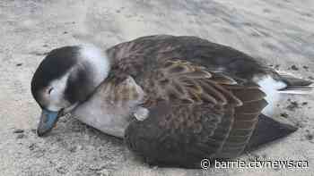 Dozens of dead birds found along Georgian Bay shorelines