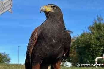 Schon wieder ist ein Mäusebussard in Münster ausgebüxt