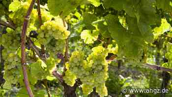 Wein: Kleine Ernte an der Mosel