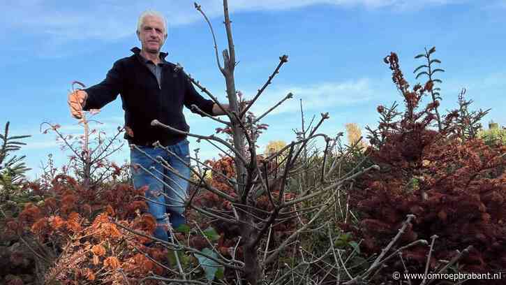 Kwekers zien kerstbomen langzaam afsterven door vele regen: 'Dit doet pijn'