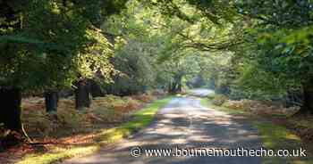 Cousin of woman killed by cow calls for greater safety in New Forest