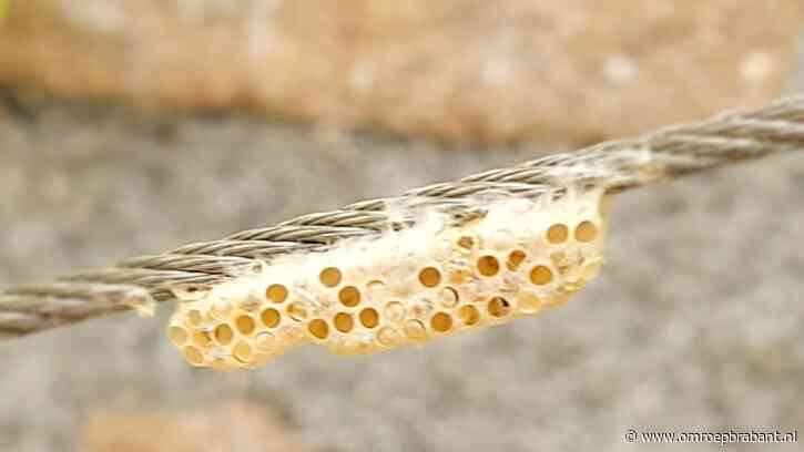 Evelien legde iets speciaals vast, Frans is benieuwd wie dit nog meer zag