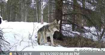 ‘Gruesome conditions’: Activists urge Ontario to ban applications for new trial pens