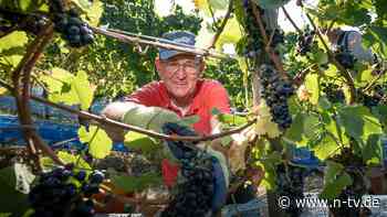 Ernte mau, Preise auch: Deutsche Weinbauern durchschreiten Jammertal