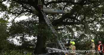 Firefighters save pair from aircraft in tree during training exercise