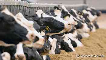 Kritik an fehlenden Maßnahmen: Immer mehr Milchkühe in USA mit Vogelgrippe infiziert