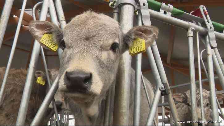 Flevoland - Nieuwe variant blauwtongvirus duikt op in Flevoland