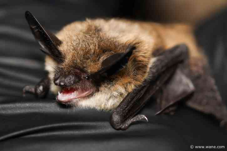 It's almost Halloween. That means it's time for a bat beauty contest