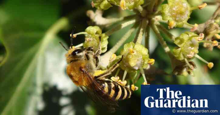Young country diary: Bees have stolen my football pitch | Monty