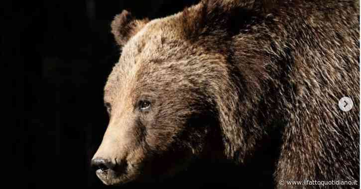 È morta l’orsa grizzly più famosa al mondo: uccisa da un’auto che l’ha travolta. Corsa contro il tempo per salvare il cucciolo di un anno che era con lei