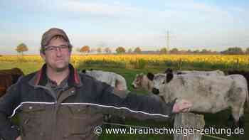 Galloways in Sierße – so trotzen sie den Wölfen und der Kälte