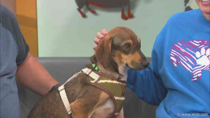 8-month-old Butler is looking for his forever home