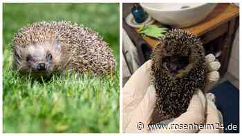 Stacheliger Liebling in Not: So können wir den Igel vor dem Aussterben retten