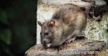 RSPCA shares how to get rid of rats in your home or garden without harming them