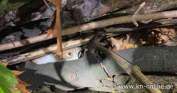 Köln: Unbekannte wollen Katzenbaby anzünden