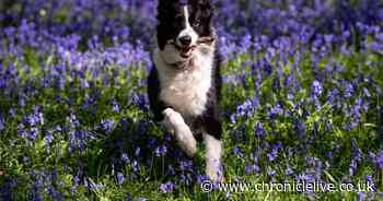 Pet owners warned 'annoying' dog habit could cost them a £5,000 fine