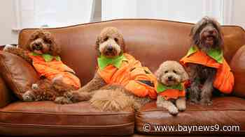 What you need to know about keeping your pets safe on Halloween