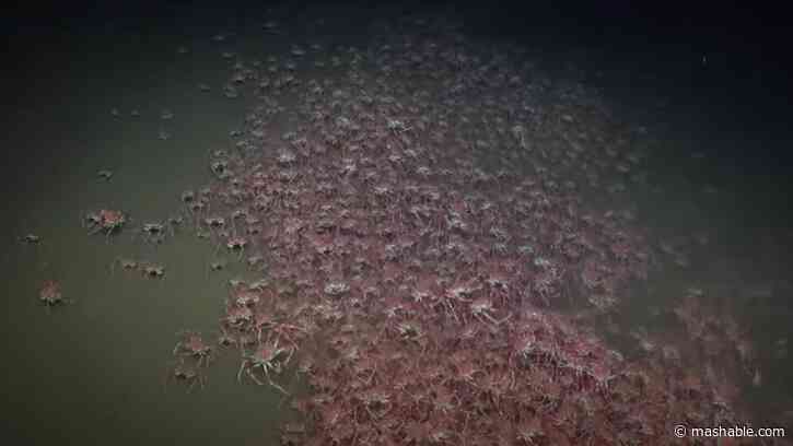 A deep sea expedition is filming jaw-dropping footage