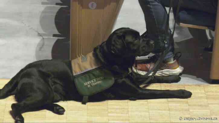 Calgary service dogs get a sneak peek at CPO rehearsal