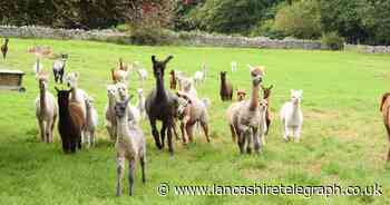 Visit huge herd of alpacas and llamas and walk with animals at this picturesque site