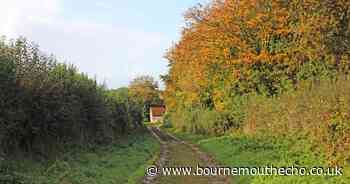 Try this Dorset woodland walk offering lovely views