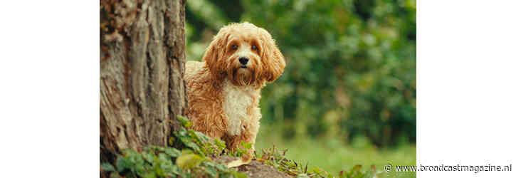 Zwerfhond heeft hoofdrol in jeugdserie Zwabber