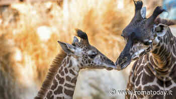 Animali e accoppiamento: perché ogni specie ha un periodo diverso