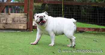 Wirral Globe dog of the week: Could Maddie be the one for you?