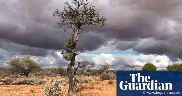 From Aesop to Estée Lauder, Australian sandalwood is coveted worldwide for its aroma. But experts say it’s at risk