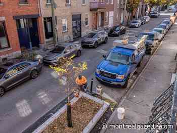 Planter box or parking spot? Trees in the street divide Plateau residents