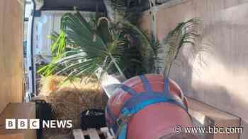 Critically endangered plant makes 'daunting' move