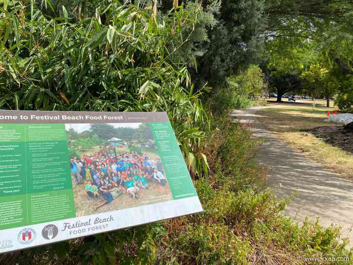 Festival Beach Food Forest growing in east Austin