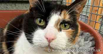 Can you give 'friendly and happy' cat a home?