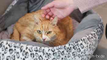 Zu viele schwierige Tiere: Was sich Deutschlands Tierheime für scheue Katzen einfallen lassen