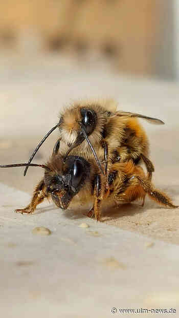 Wildbienen in der Region Ulm profitieren von Bio-Landbau