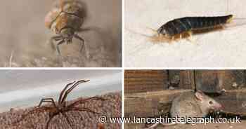 The 10 'unsettling' animals secretly living in your home including 'invisible' mites