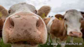 Freilaufende Kuh bringt Kalb nahe Bundesstraße zur Welt – Polizei sichert Geburtsort