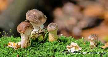 Pilze sammeln in Schleswig-Holstein: Arten, Fundorte bei Kiel, Pilzsaison