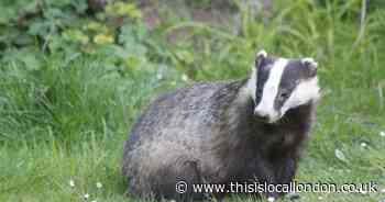 Wild Things: An end to badger culls